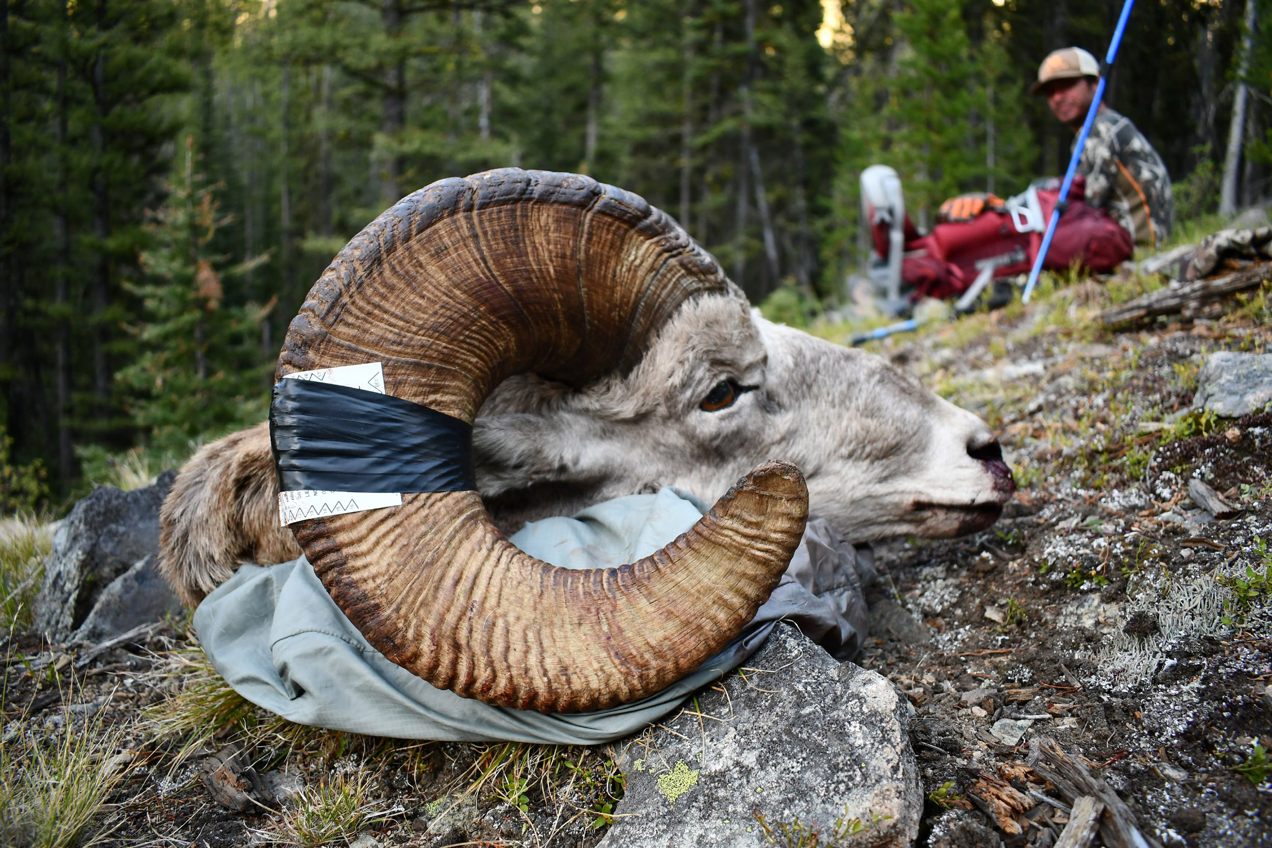 Ram horns with a tag taped to them with hunters in camp in the background